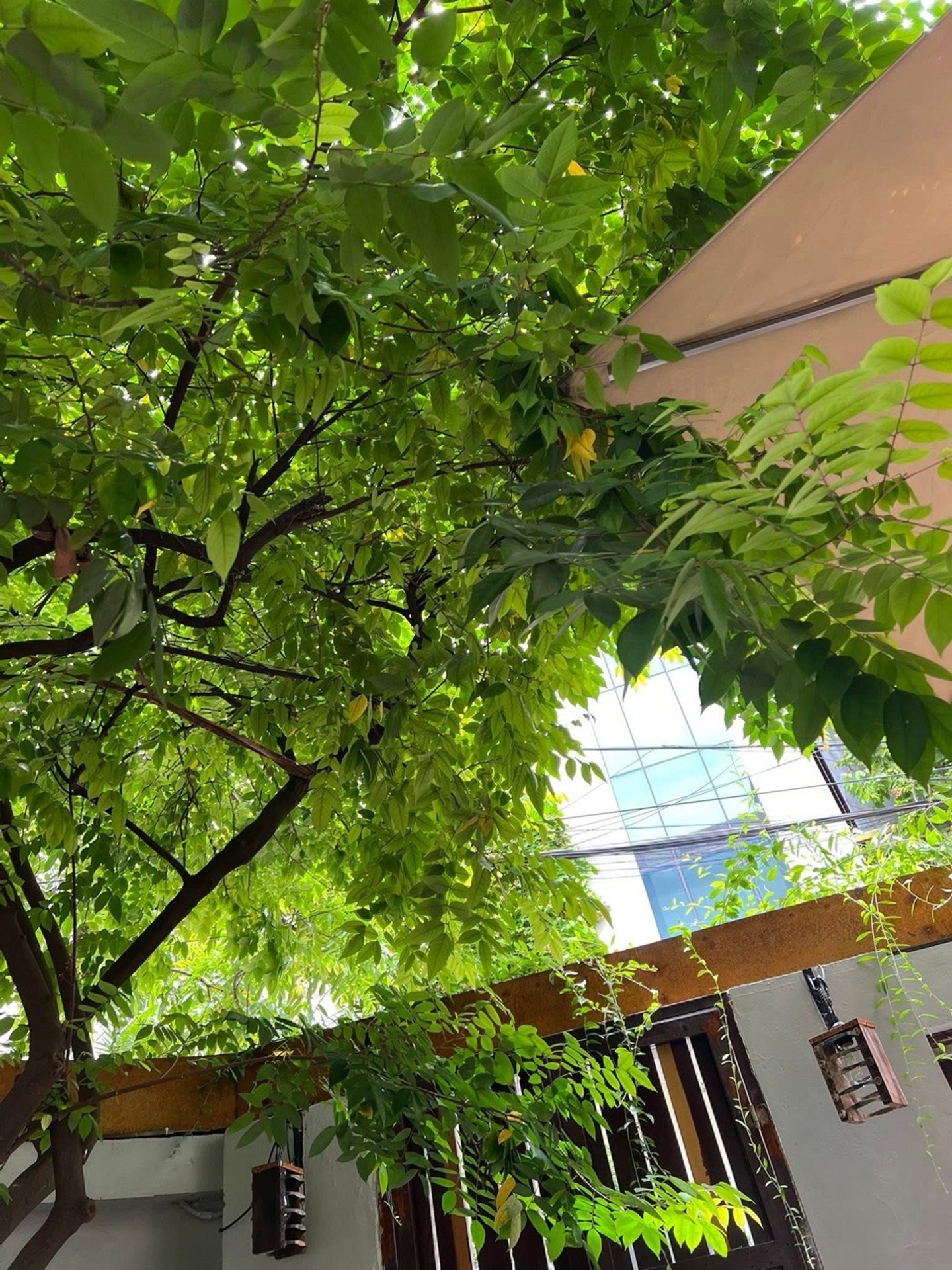 Bán nhà Trần Quốc Hoàn, Cầu Giấy - 250m2 | 4 tầng | Mặt tiền 30m x 80m | Giá 118 tỷ - Ảnh 17