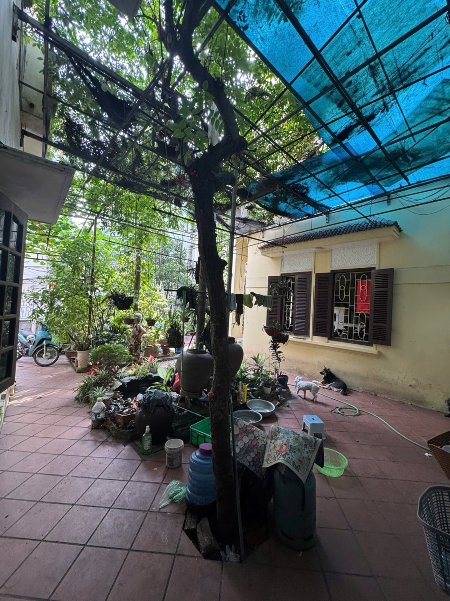 Bán nhà Kim Quan - 132m2 | 3 tầng | 8m x 16,3m | Giá 20 tỷ - Q. Long Biên - Liên hệ 0982.497.846 - Nhà có khuôn viên, Nhiều cây xanh, Bể cá coi không khí mát mẻ, Chủ xác định bán đất, Có thể mua 1 mảnh, Khách thiện chí cọc, Chủ tự tách sổ - Ảnh 14
