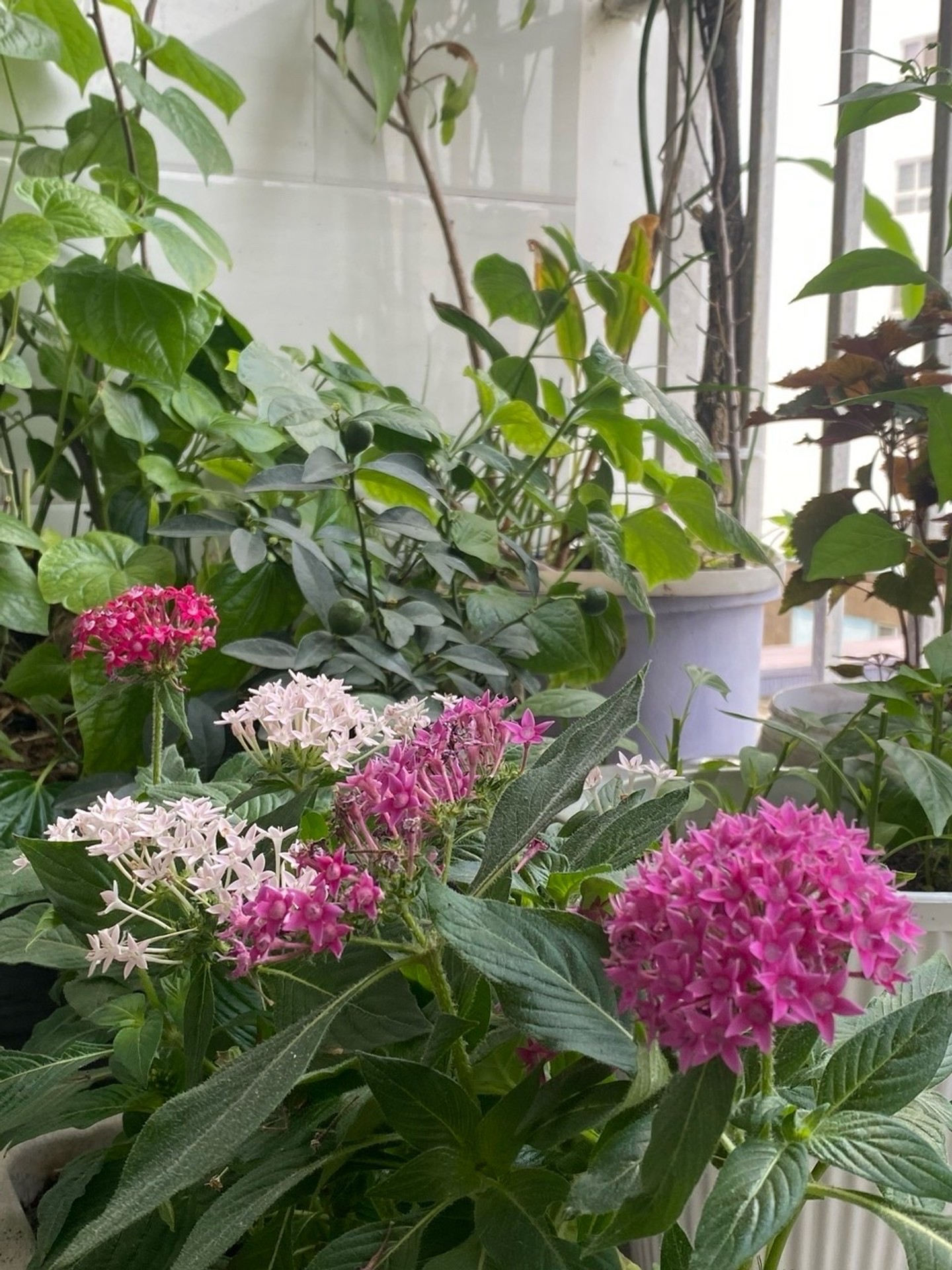 Bán chung cư Việt Hưng - 2PN | 1VS | 2 Ban công | 74m2 | Giá 4,3 tỷ - Happy House Garden - CT18 | Tòa T8 - Tầng 5 - Ảnh 14